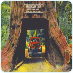 Redwood_Highway