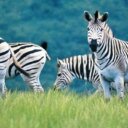How Would You Describe a Zebra?