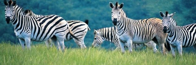 How Would You Describe a Zebra?